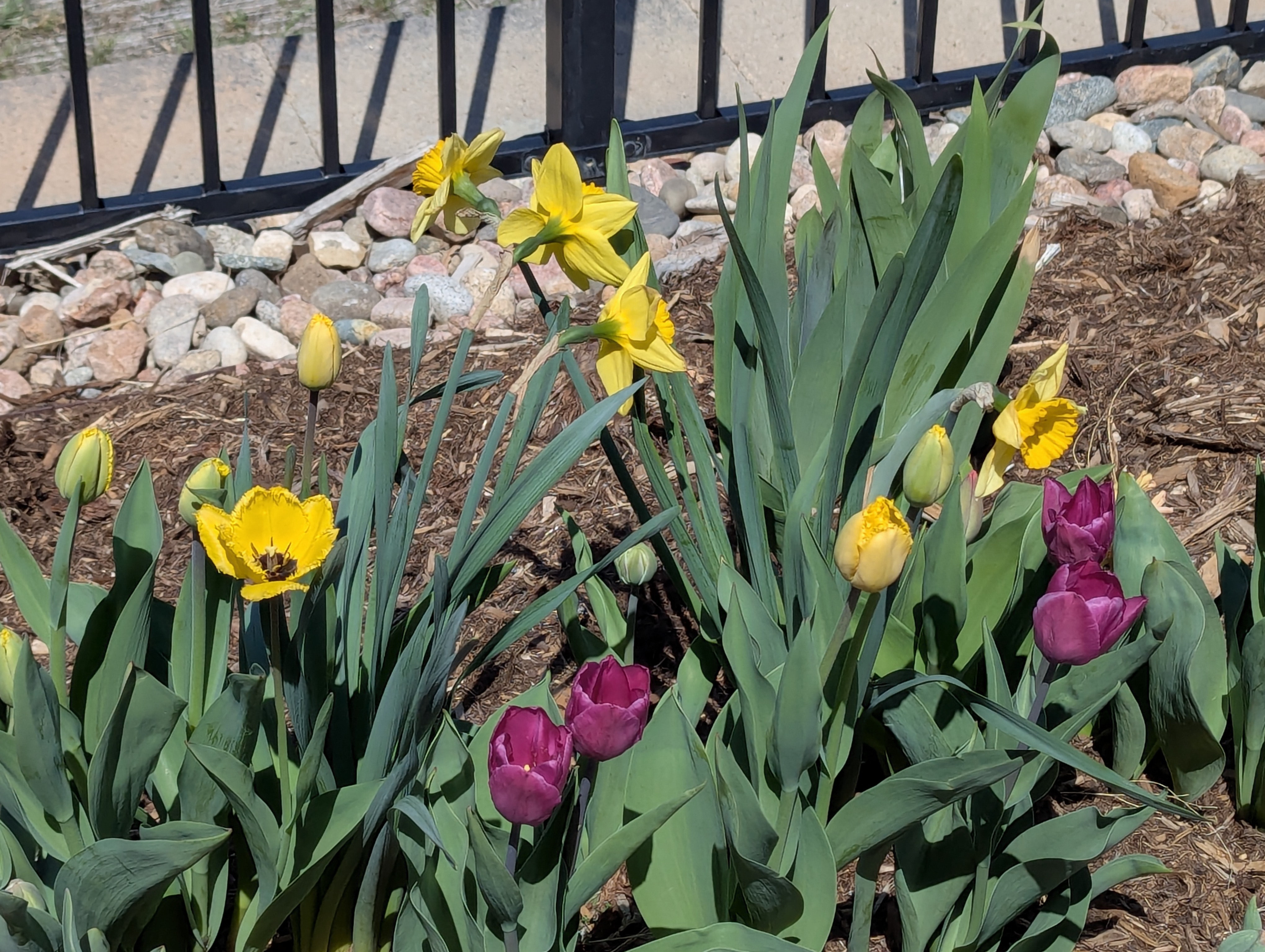 Garden, Flowers, Morrison, Colorado